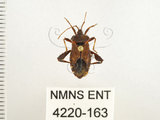 中文名:瘤緣椿(4220-163)學名:Acanthocoris sordidus (Thunberg, 1783)(4220-163)