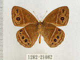 中文名:單環蝶(1282-21082)學名:Mycalesis sangaica mara Fruhstorfer, 1908(1282-21082)