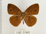 中文名:單環蝶(1282-21082)學名:Mycalesis sangaica mara Fruhstorfer, 1908(1282-21082)