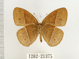 中文名:單環蝶(1282-21375)學名:Mycalesis sangaica mara Fruhstorfer, 1908(1282-21375)