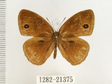 中文名:單環蝶(1282-21375)學名:Mycalesis sangaica mara Fruhstorfer, 1908(1282-21375)