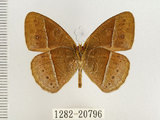 中文名:單環蝶(1282-20796)學名:Mycalesis sangaica mara Fruhstorfer, 1908(1282-20796)