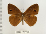 中文名:單環蝶(1282-20796)學名:Mycalesis sangaica mara Fruhstorfer, 1908(1282-20796)