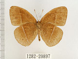 中文名:單環蝶(1282-20897)學名:Mycalesis sangaica mara Fruhstorfer, 1908(1282-20897)