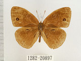 中文名:單環蝶(1282-20897)學名:Mycalesis sangaica mara Fruhstorfer, 1908(1282-20897)