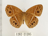 中文名:單環蝶(1282-21205)學名:Mycalesis sangaica mara Fruhstorfer, 1908(1282-21205)