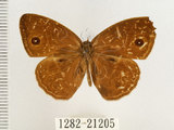 中文名:單環蝶(1282-21205)學名:Mycalesis sangaica mara Fruhstorfer, 1908(1282-21205)