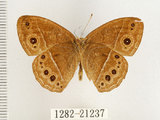 中文名:單環蝶(1282-21237)學名:Mycalesis sangaica mara Fruhstorfer, 1908(1282-21237)