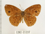 中文名:單環蝶(1282-21237)學名:Mycalesis sangaica mara Fruhstorfer, 1908(1282-21237)