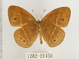 中文名:單環蝶(1282-21450)學名:Mycalesis sangaica mara Fruhstorfer, 1908(1282-21450)