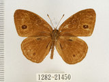 中文名:單環蝶(1282-21450)學名:Mycalesis sangaica mara Fruhstorfer, 1908(1282-21450)