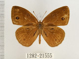 中文名:單環蝶(1282-21555)學名:Mycalesis sangaica mara Fruhstorfer, 1908(1282-21555)