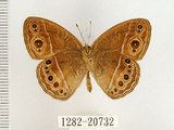 中文名:單環蝶(1282-20732)學名:Mycalesis sangaica mara Fruhstorfer, 1908(1282-20732)