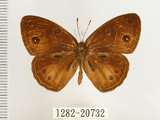 中文名:單環蝶(1282-20732)學名:Mycalesis sangaica mara Fruhstorfer, 1908(1282-20732)