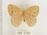 中文名:單環蝶(1282-21265)學名:Mycalesis sangaica mara Fruhstorfer, 1908(1282-21265)