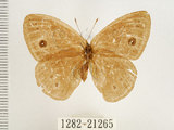 中文名:單環蝶(1282-21265)學名:Mycalesis sangaica mara Fruhstorfer, 1908(1282-21265)