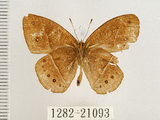 中文名:單環蝶(1282-21093)學名:Mycalesis sangaica mara Fruhstorfer, 1908(1282-21093)