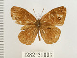 中文名:單環蝶(1282-21093)學名:Mycalesis sangaica mara Fruhstorfer, 1908(1282-21093)