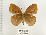 中文名:單環蝶(2909-266)學名:Mycalesis sangaica mara Fruhstorfer, 1908(2909-266)