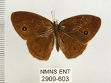 中文名:單環蝶(2909-603)學名:Mycalesis sangaica mara Fruhstorfer, 1908(2909-603)