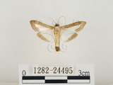 中文名:瓜螟(1282-24495)學名:Diaphania indica (Saunder, 1851)(1282-24495)