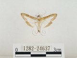 中文名:瓜螟(1282-24637)學名:Diaphania indica (Saunder, 1851)(1282-24637)