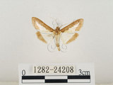 中文名:瓜螟(1282-24208)學名:Diaphania indica (Saunder, 1851)(1282-24208)