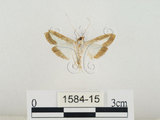 中文名:瓜螟(1584-15)學名:Diaphania indica (Saunder, 1851)(1584-15)