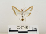中文名:瓜螟(2007-95)學名:Diaphania indica (Saunder, 1851)(2007-95)