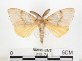 中文名:黑角舞蛾(212-74)學名:Lymantria xylina Swinhoe, 1903(212-74)