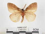 中文名:黑角舞蛾(1140-231)學名:Lymantria xylina Swinhoe, 1903(1140-231)