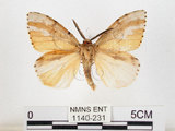 中文名:黑角舞蛾(1140-231)學名:Lymantria xylina Swinhoe, 1903(1140-231)
