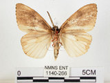 中文名:黑角舞蛾(1140-266)學名:Lymantria xylina Swinhoe, 1903(1140-266)