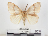 中文名:黑角舞蛾(1140-266)學名:Lymantria xylina Swinhoe, 1903(1140-266)