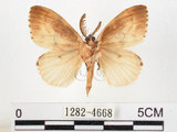 中文名:黑角舞蛾(1282-4668)學名:Lymantria xylina Swinhoe, 1903(1282-4668)