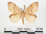 中文名:黑角舞蛾(1282-4668)學名:Lymantria xylina Swinhoe, 1903(1282-4668)