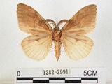 中文名:黑角舞蛾(1282-2991)學名:Lymantria xylina Swinhoe, 1903(1282-2991)