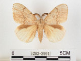 中文名:黑角舞蛾(1282-2991)學名:Lymantria xylina Swinhoe, 1903(1282-2991)