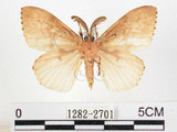 中文名:黑角舞蛾(1282-2701)學名:Lymantria xylina Swinhoe, 1903(1282-2701)
