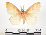中文名:黑角舞蛾(1282-3427)學名:Lymantria xylina Swinhoe, 1903(1282-3427)