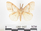 中文名:黑角舞蛾(1282-3427)學名:Lymantria xylina Swinhoe, 1903(1282-3427)