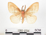 中文名:黑角舞蛾(1282-2756)學名:Lymantria xylina Swinhoe, 1903(1282-2756)