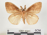 中文名:黑角舞蛾(1282-4107)學名:Lymantria xylina Swinhoe, 1903(1282-4107)