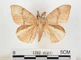 中文名:黑角舞蛾(1282-4107)學名:Lymantria xylina Swinhoe, 1903(1282-4107)