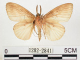 中文名:黑角舞蛾(1282-2841)學名:Lymantria xylina Swinhoe, 1903(1282-2841)