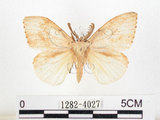 中文名:黑角舞蛾(1282-4027)學名:Lymantria xylina Swinhoe, 1903(1282-4027)