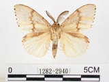 中文名:黑角舞蛾(1282-2940)學名:Lymantria xylina Swinhoe, 1903(1282-2940)