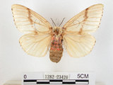 中文名:黑角舞蛾(1282-23420)學名:Lymantria xylina Swinhoe, 1903(1282-23420)