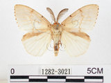 中文名:黑角舞蛾(1282-3021)學名:Lymantria xylina Swinhoe, 1903(1282-3021)