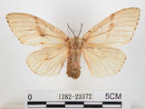 中文名:黑角舞蛾(1282-23372)學名:Lymantria xylina Swinhoe, 1903(1282-23372)